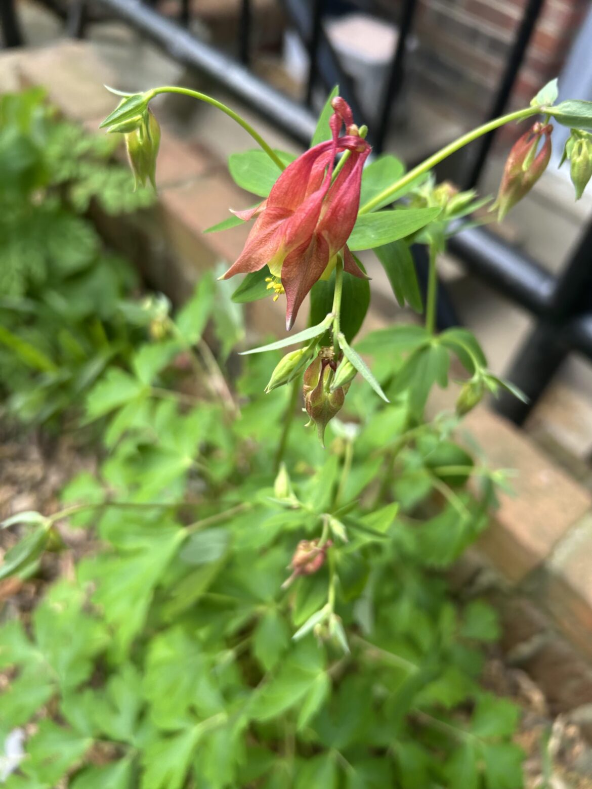 My baby Columbine is 2 this year My baby Columbine is 2 this year