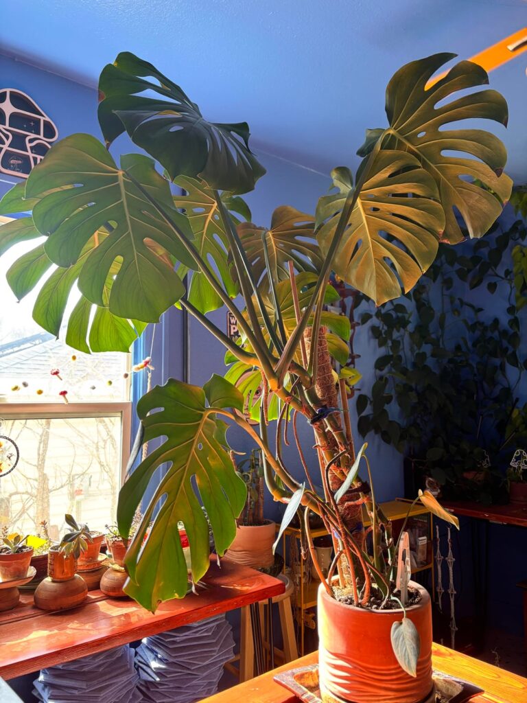 Chop n prop or separate and repot? Chop n prop or separate and repot?