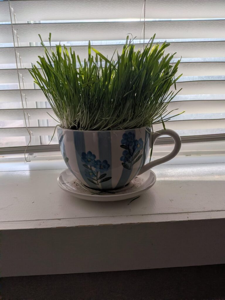 I planted cat grass in a giant mug so my cats can have a tea party