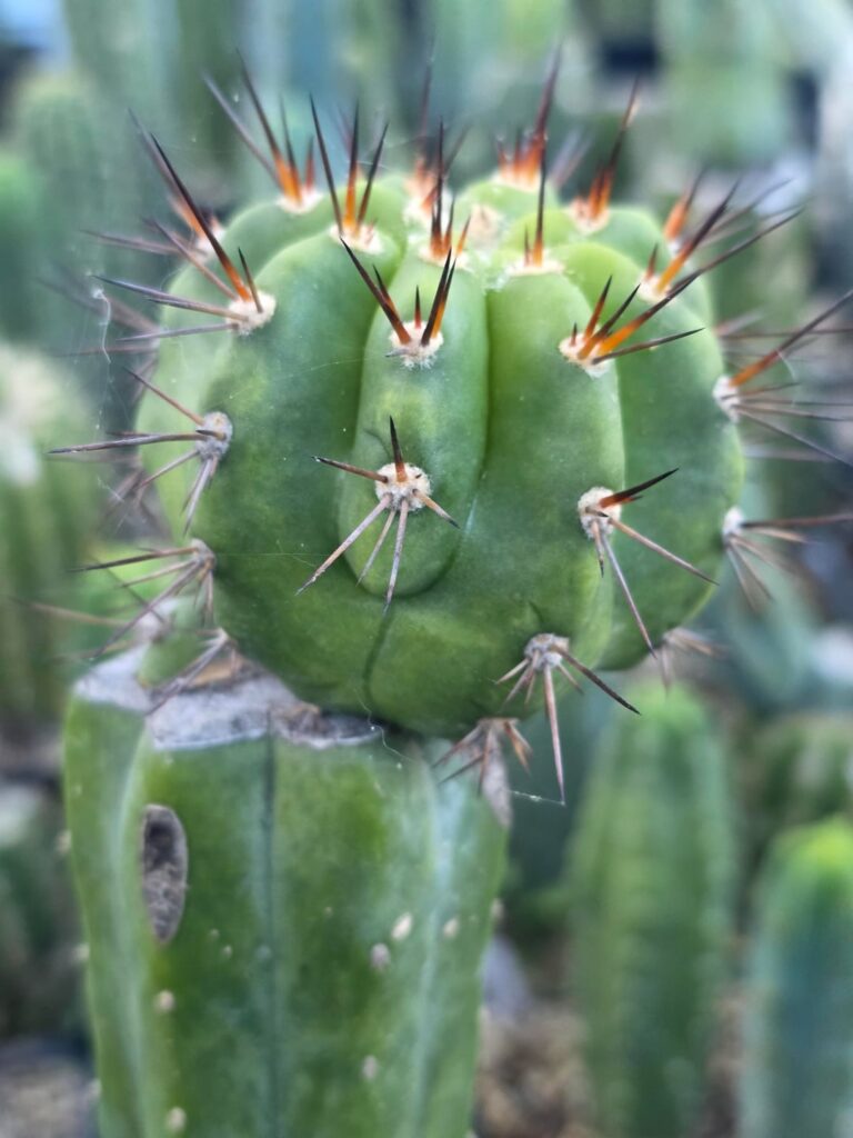 Tetris Stacker 🌵 I wonder if she'll flower 👀