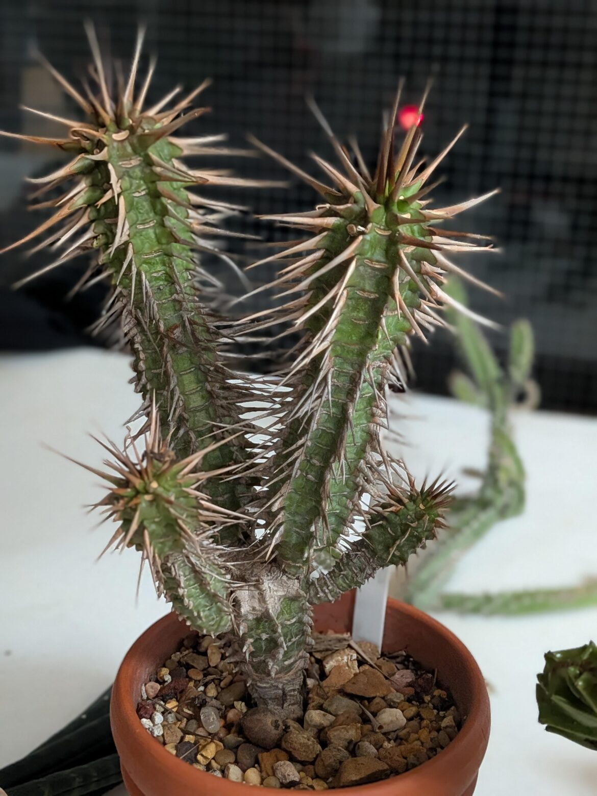 Is this Euphorbia viguieri?