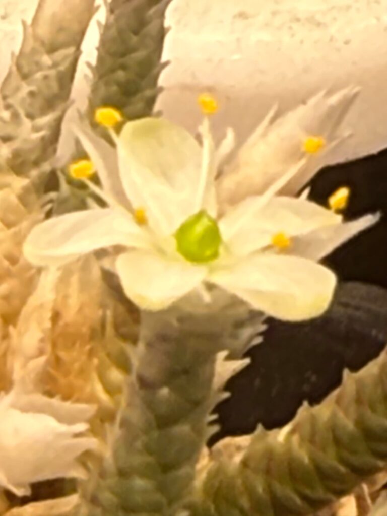 Avonia vespertina flower