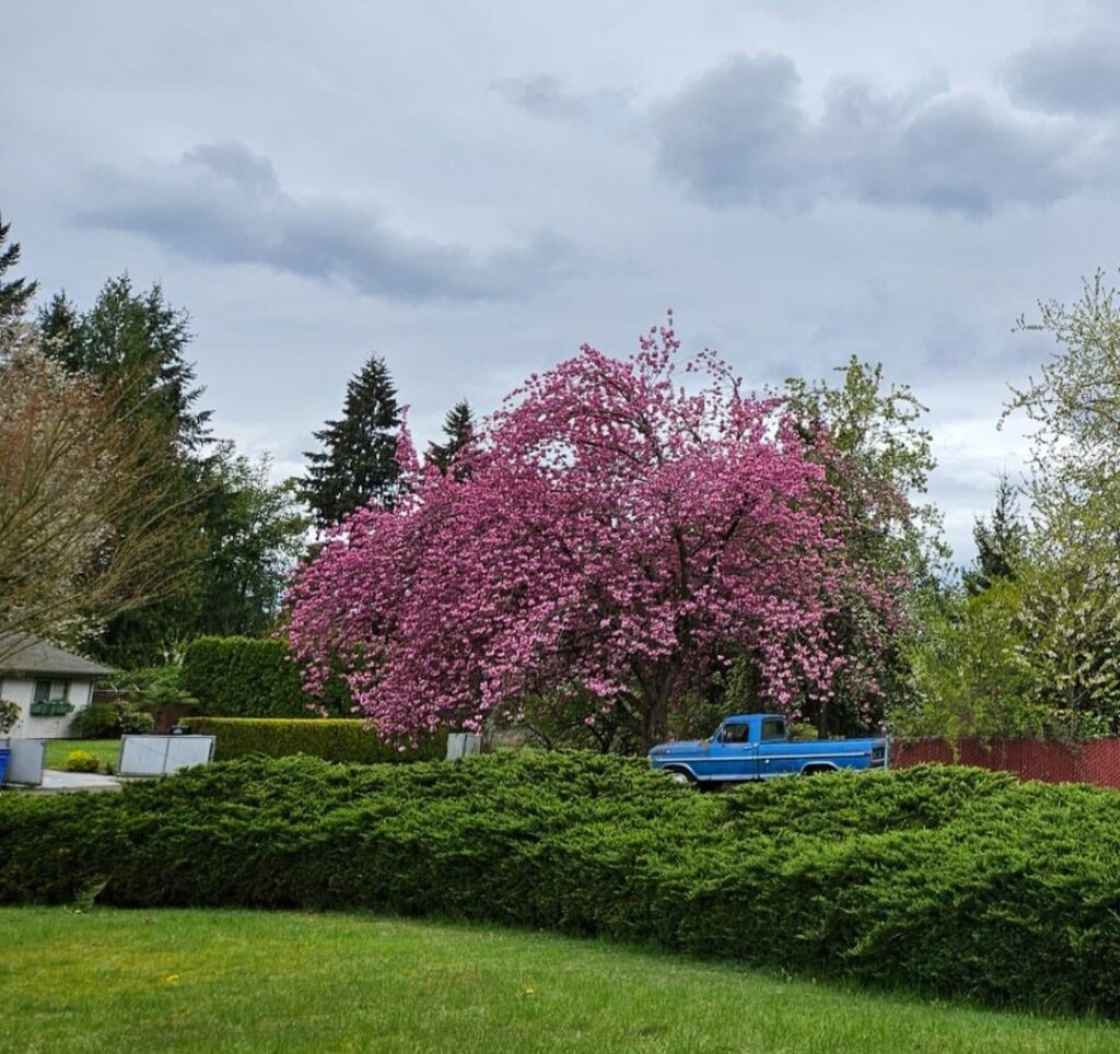 It's not my tree but I'm so sad with what they did to it