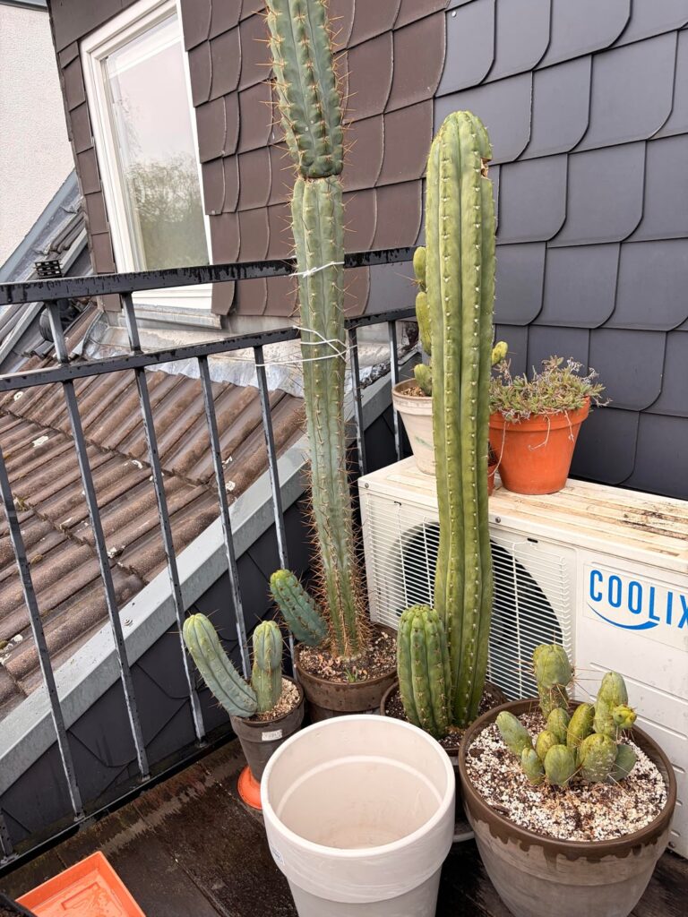 Time to repot the fat fella?