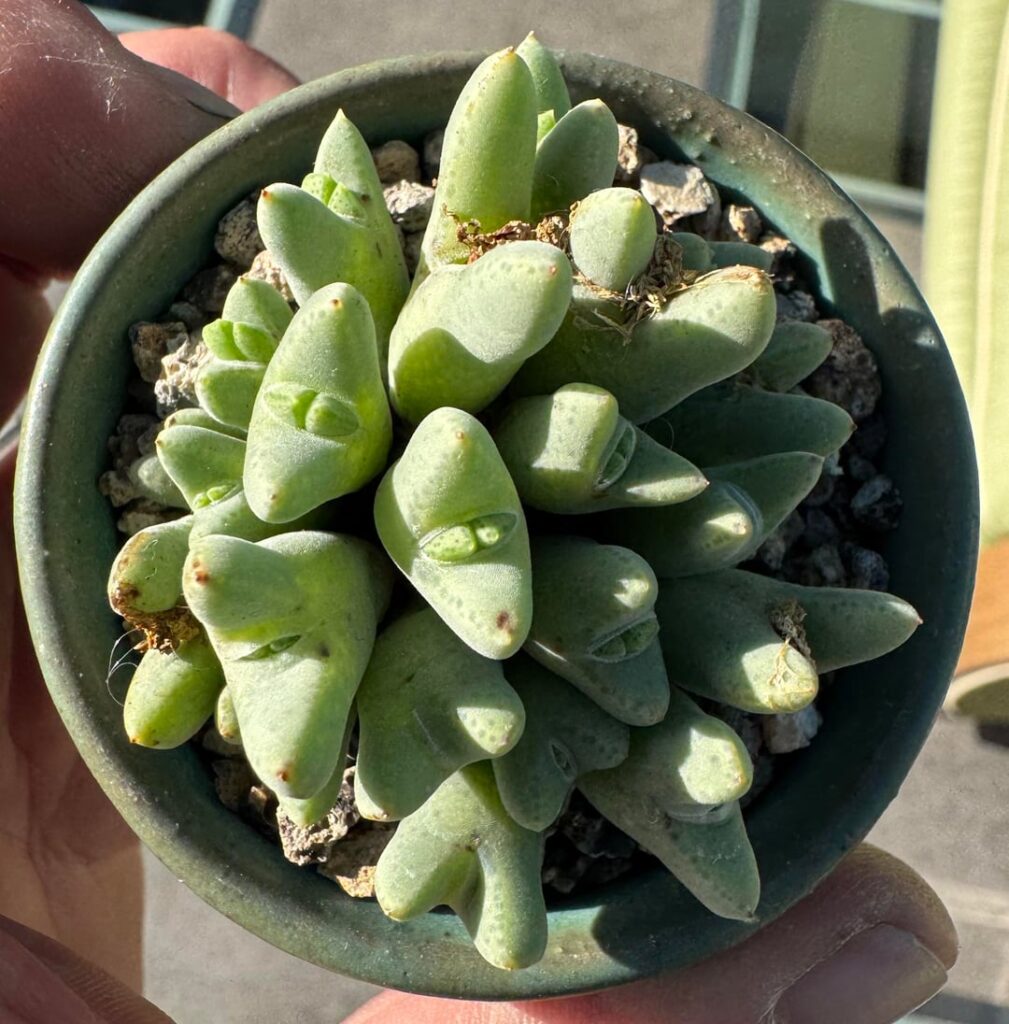 Some already showing growth other’s not even started yet!