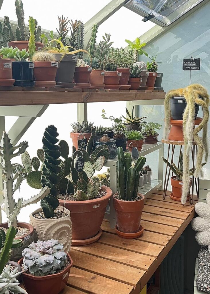 Cactus and succulent collection