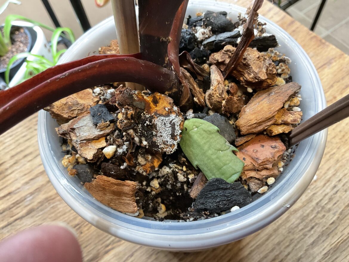 Help, is this mold?
