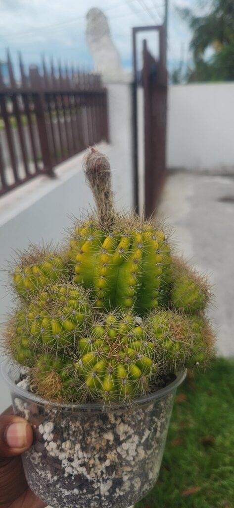 I posted and got confirmation that I was getting my first flower last Wednesday....here's the flower :)))