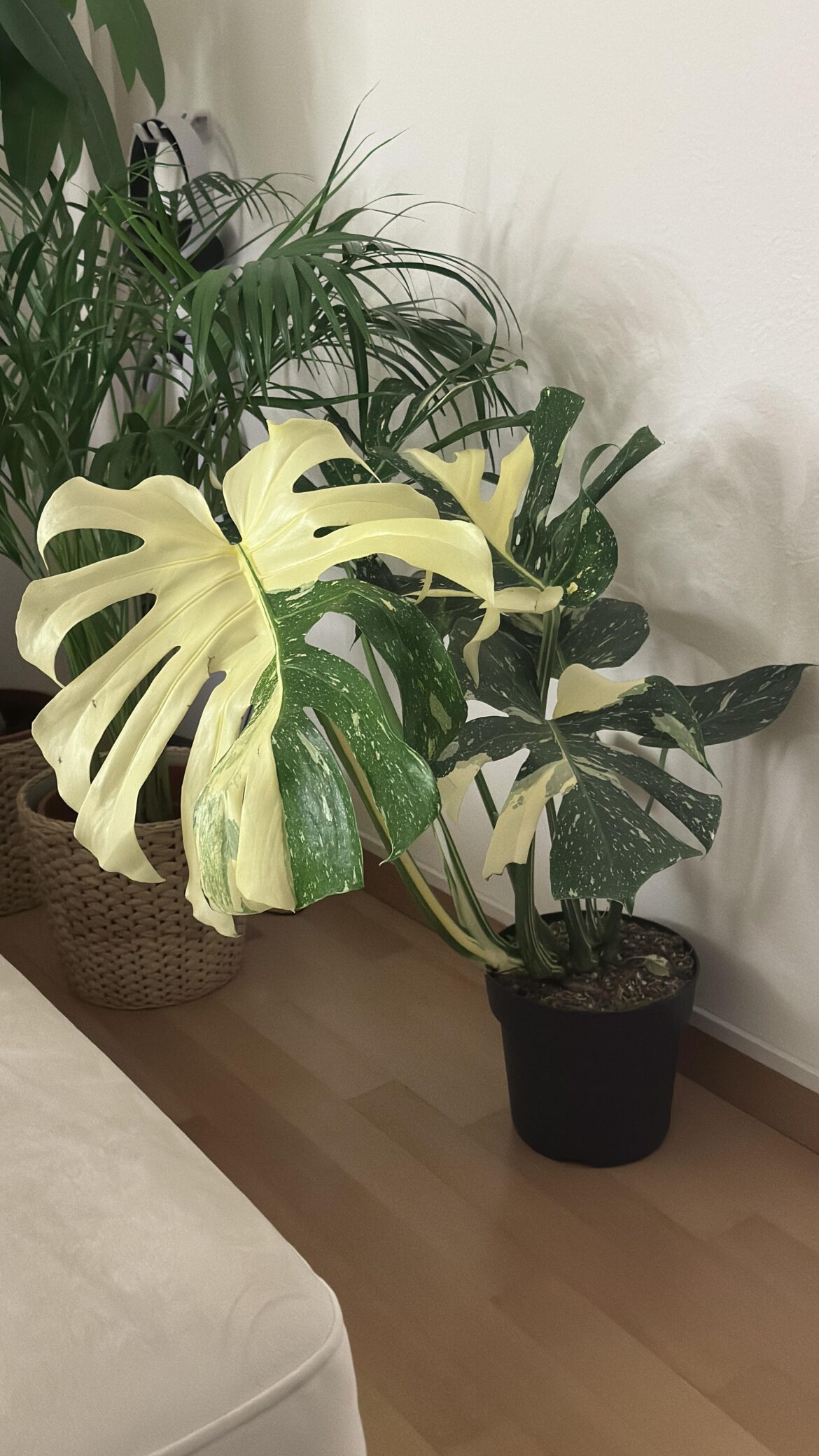 Got myself a Monstera Thai today :)