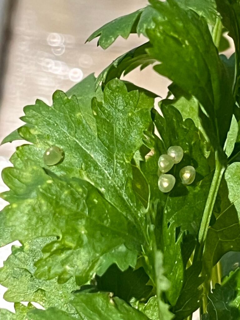 What are these weird things on my cilantro??