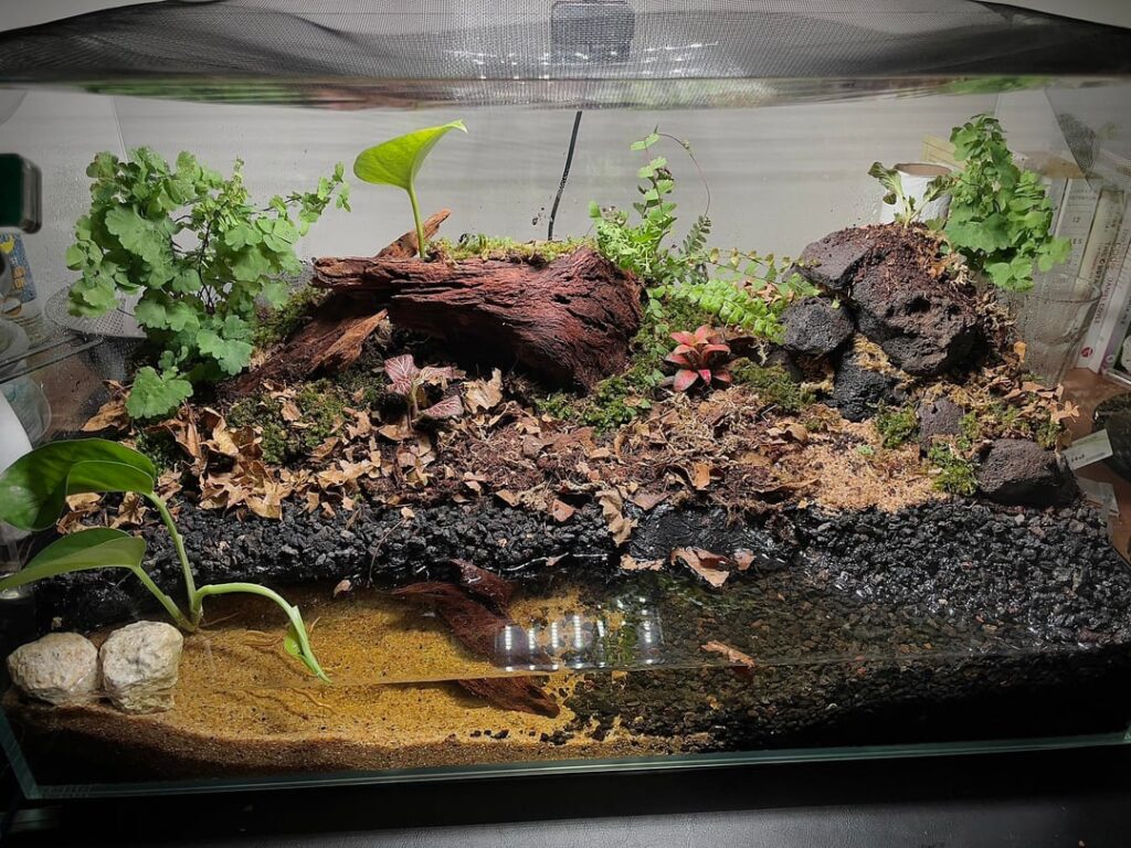 Help with first Paludarium :) Help with first Paludarium :)