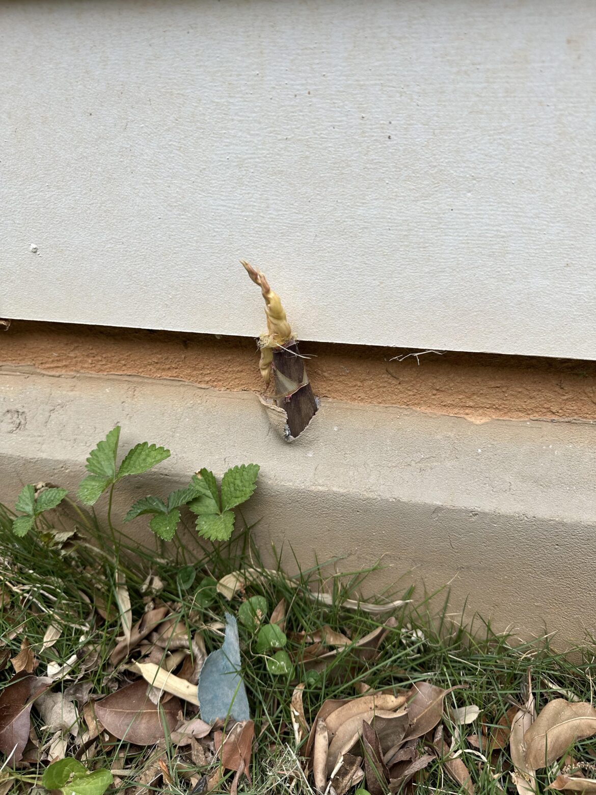 Bamboo shoots spreading, into foundation?! Bamboo shoots spreading, into foundation?!