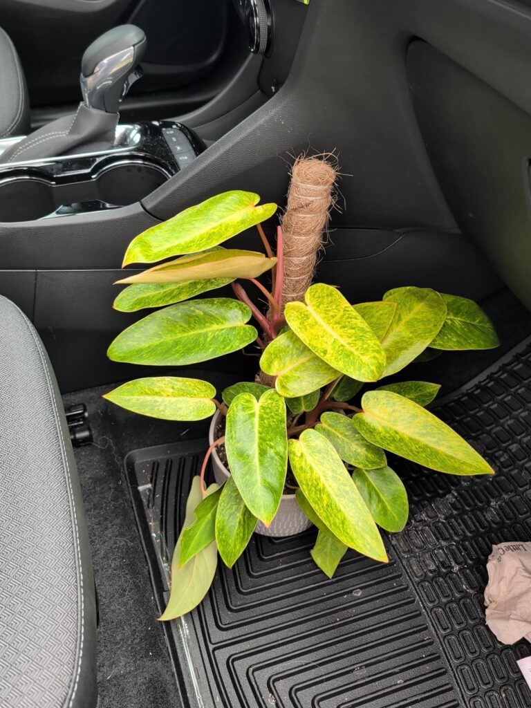 What variation is this?