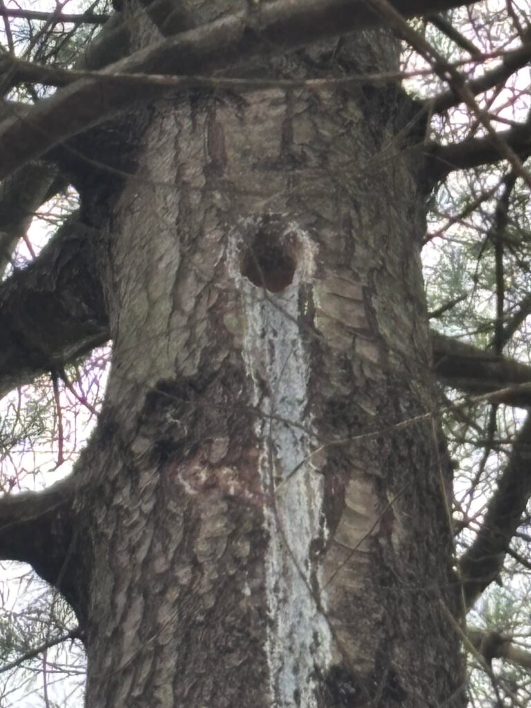 Woodpecker or something else? White Pine: Zone5b