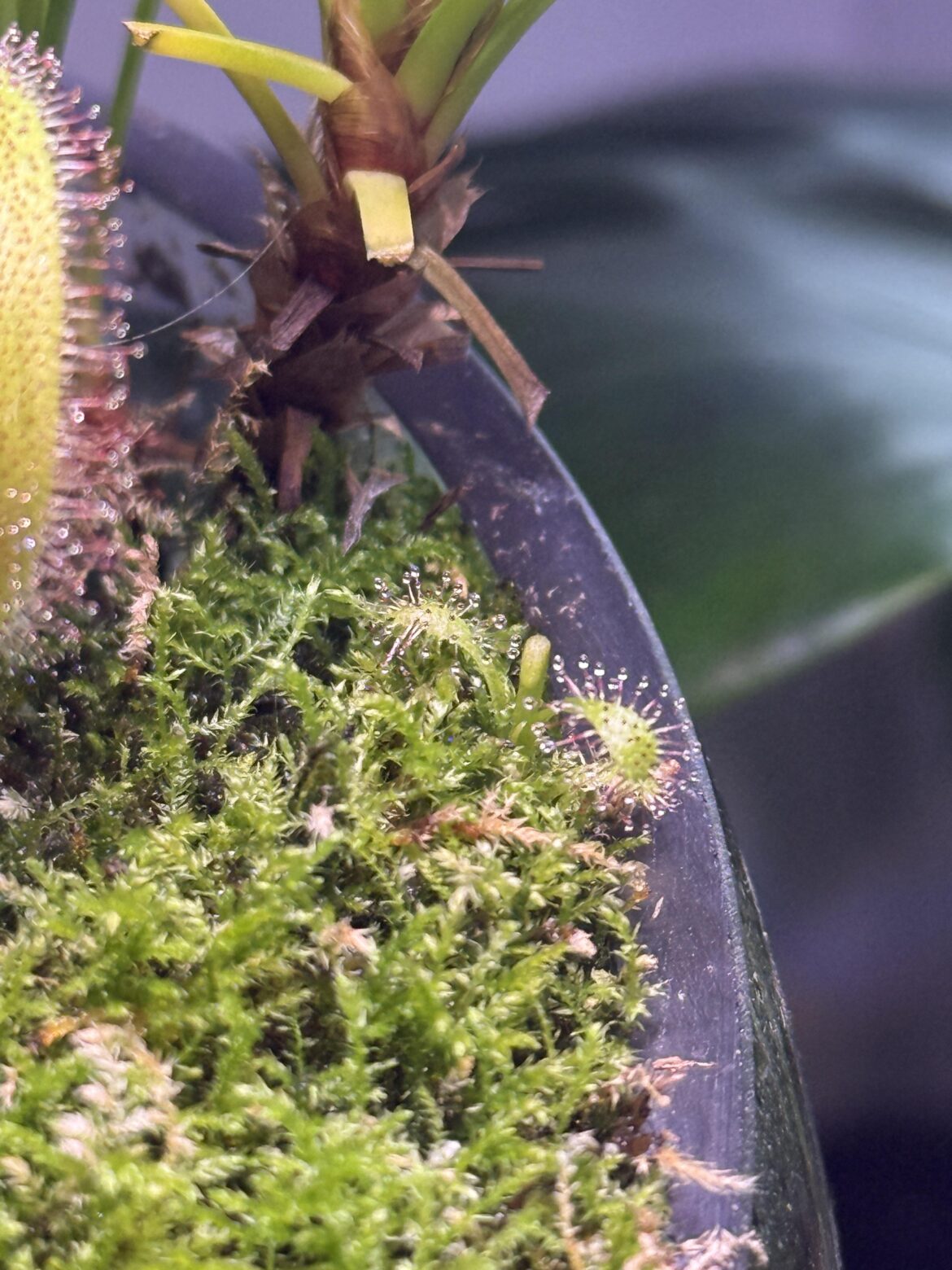 Baby sundew!!?!