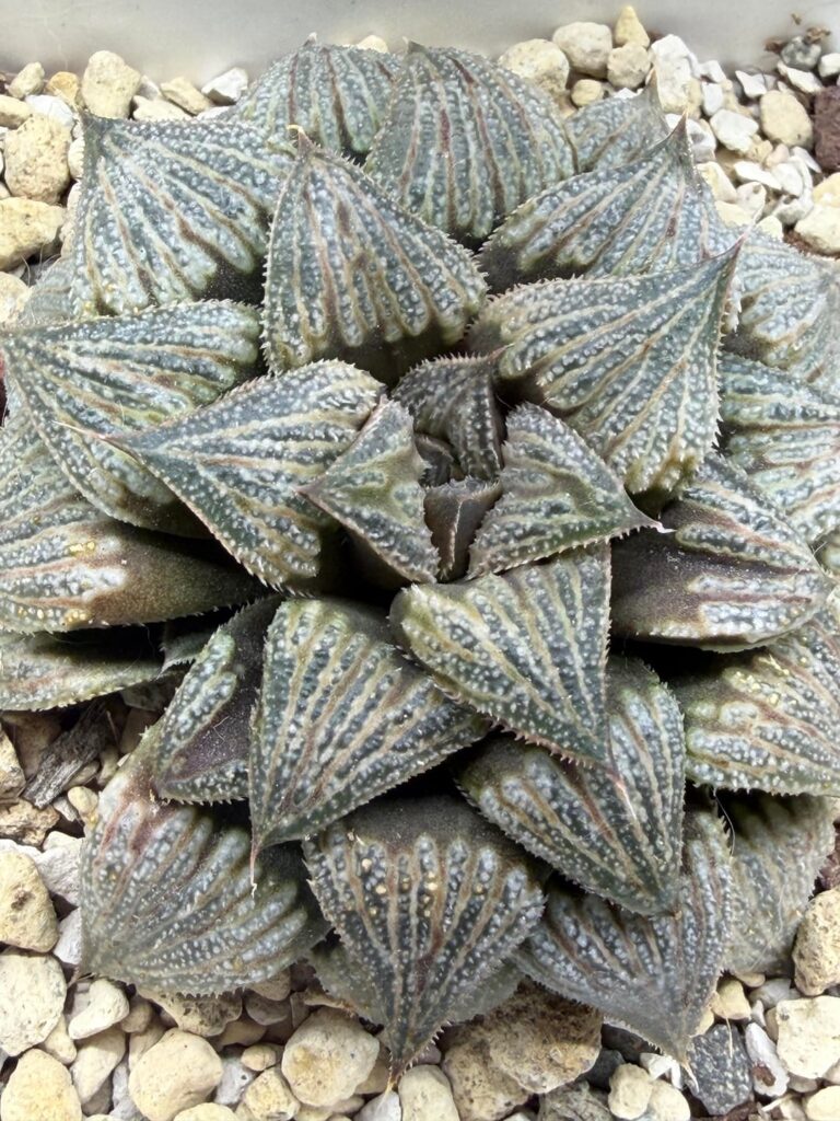 What’s the reason why the new leaves are smaller than before ?