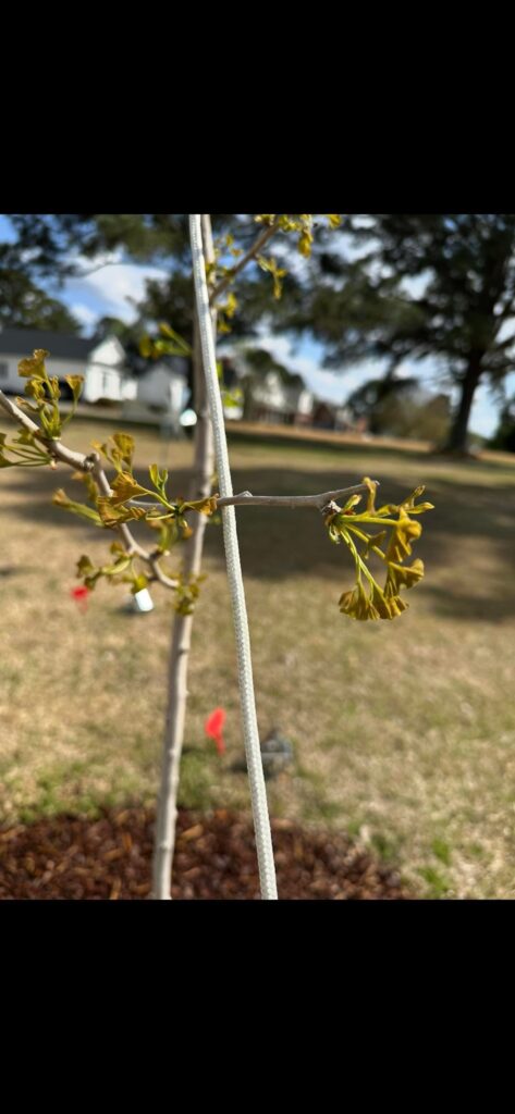 First Spring Growth on Ginkgo’s Damaged