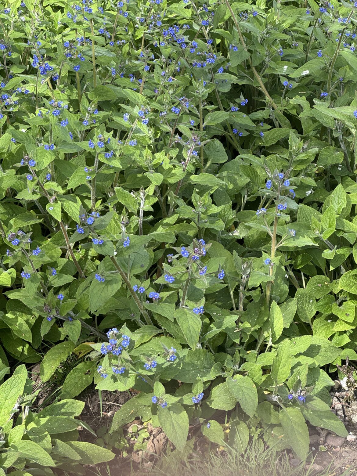 Any idea what these blue flowers are? Any idea what these blue flowers are?