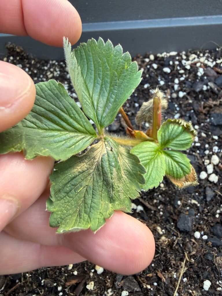 Can someone help me understand what’s wrong with my strawberry seedling?