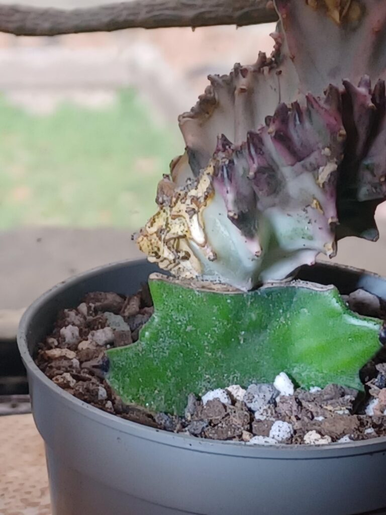 (Update) My crested variegated euphobia white ghost scars had recovered but it also looks like it spread at the same time should i be worried or not?🤨