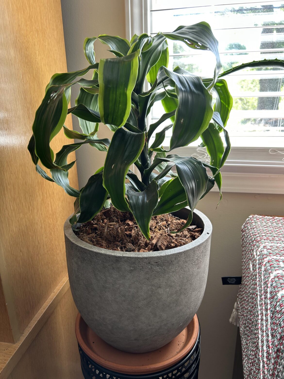 Is this pot too big for my Dracaena Dorado?