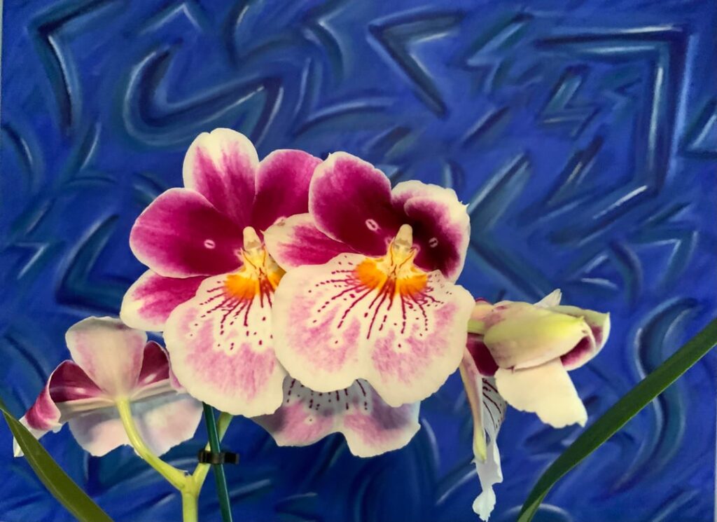 Miltoniopsis Breathless Fireworks plant 2