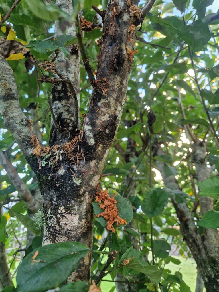 What's happening with my apple tree?