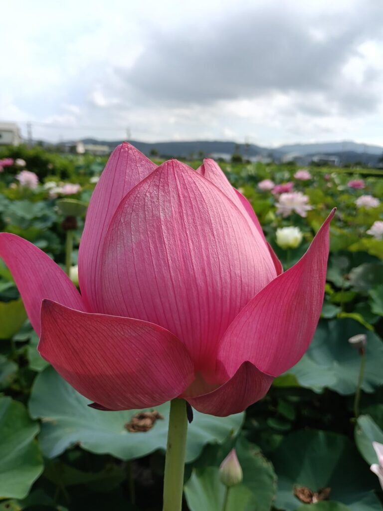 Taiwan Garden