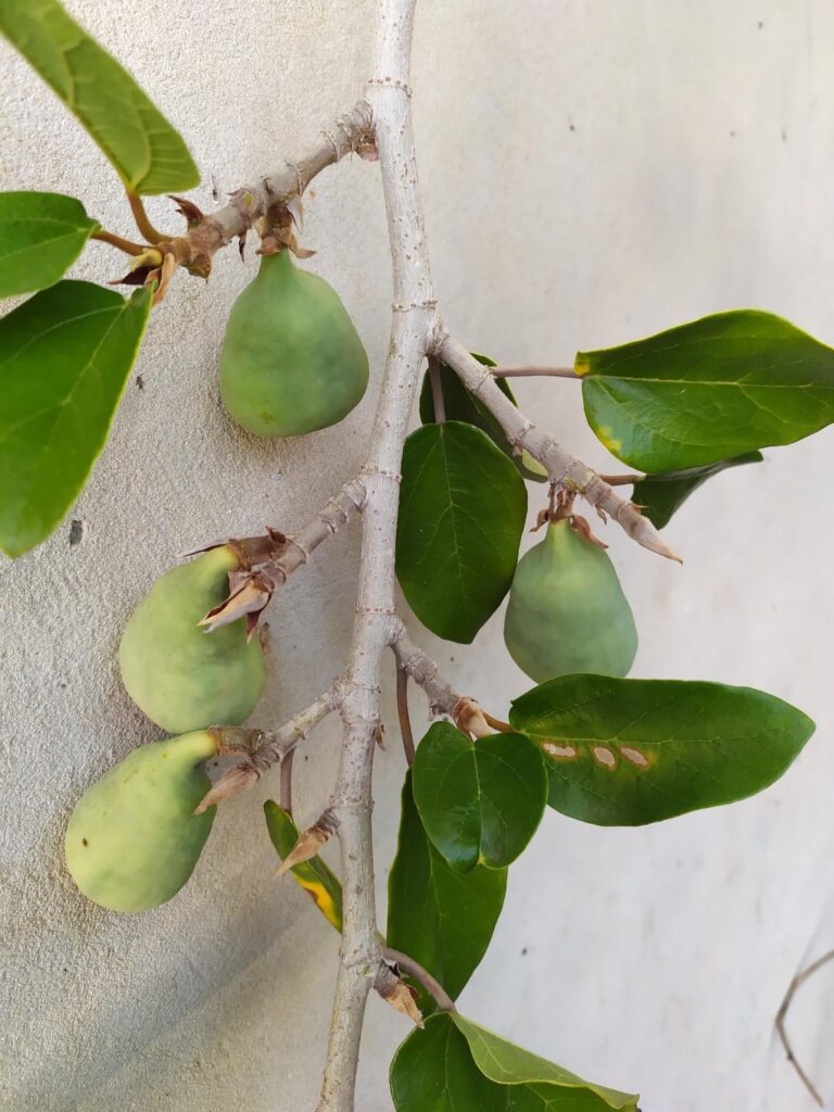 These look yummy. anyone know what these are