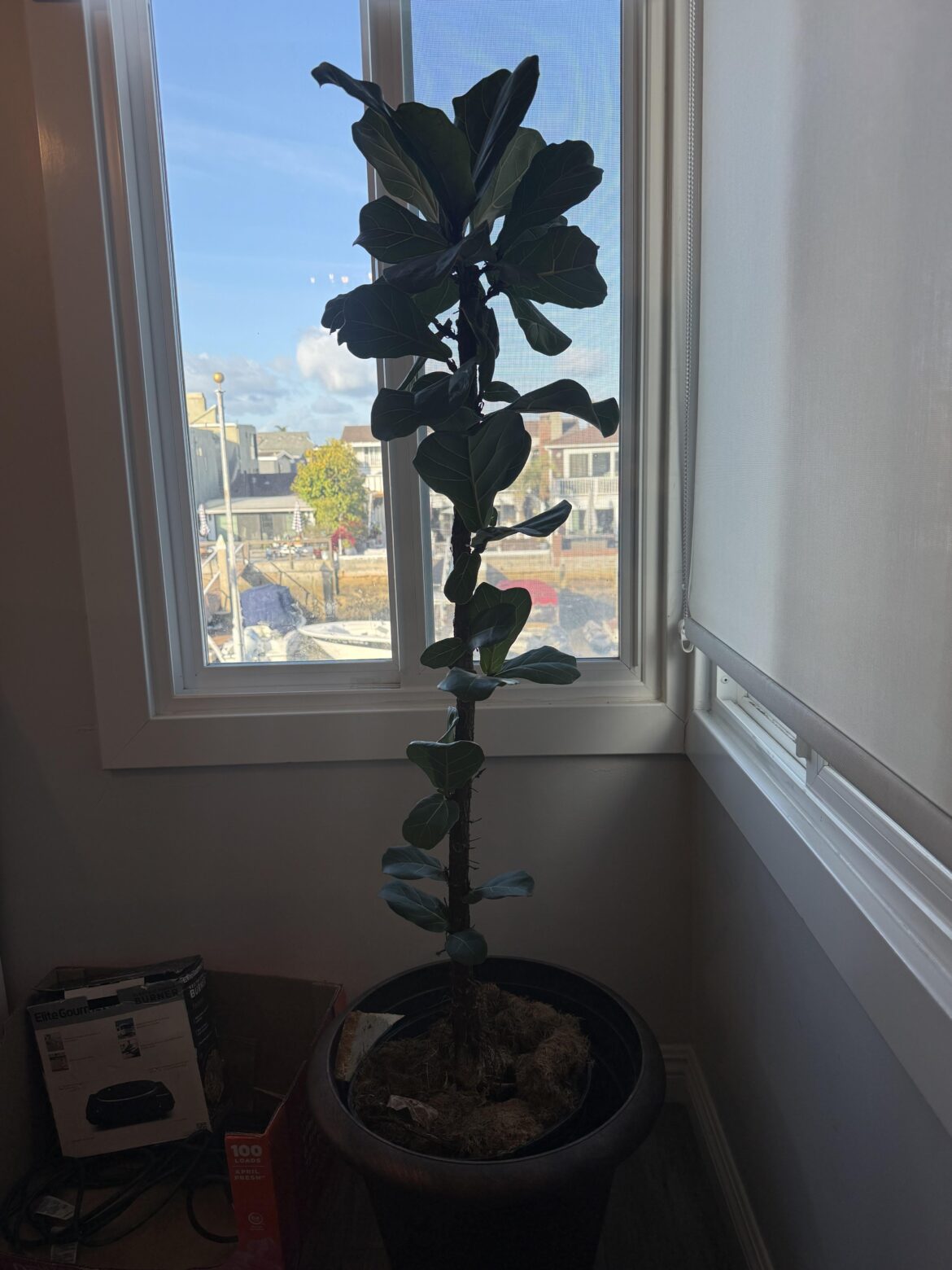 Chopped last year but not sprouting anymore Chopped last year but not sprouting anymore