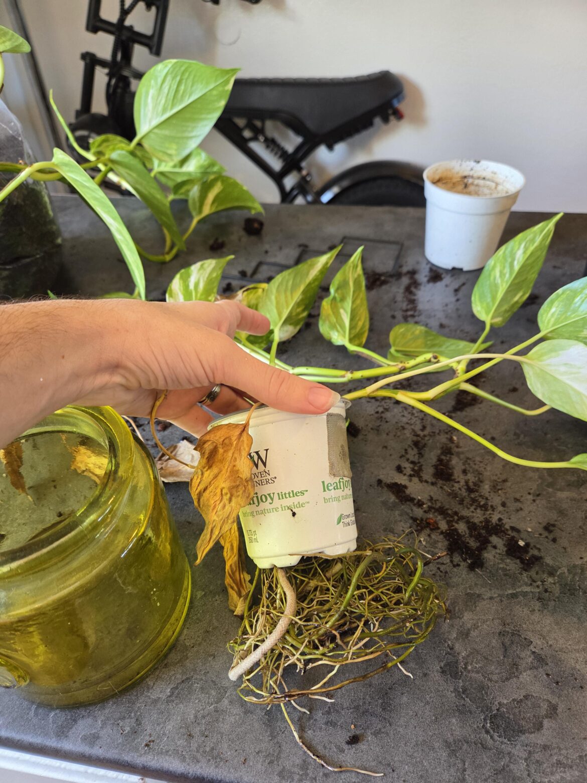 Pro tip, never repot