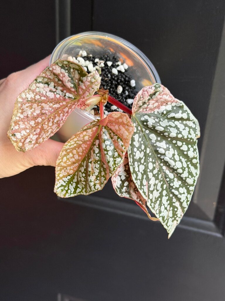 New to Begonias! New to Begonias!