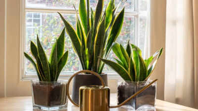 9 reasons why every home should have a Snake plant and how to care for it