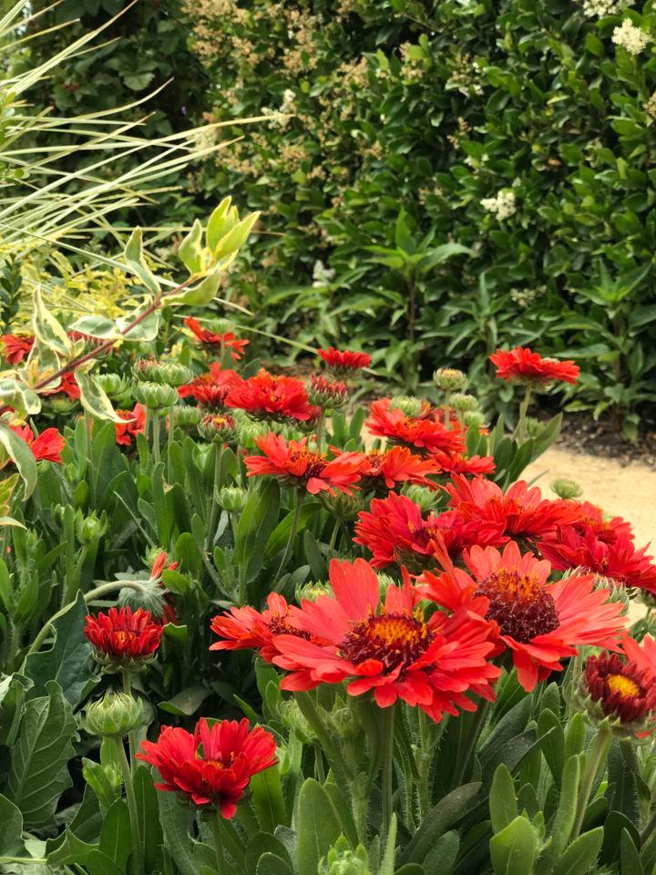 Credit: Southern Living Plant Collection, Janet Sluis