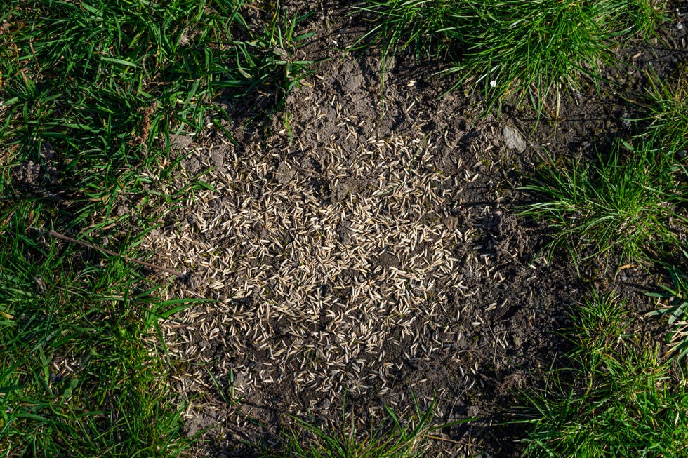 Sowing Seeds For New Lawn