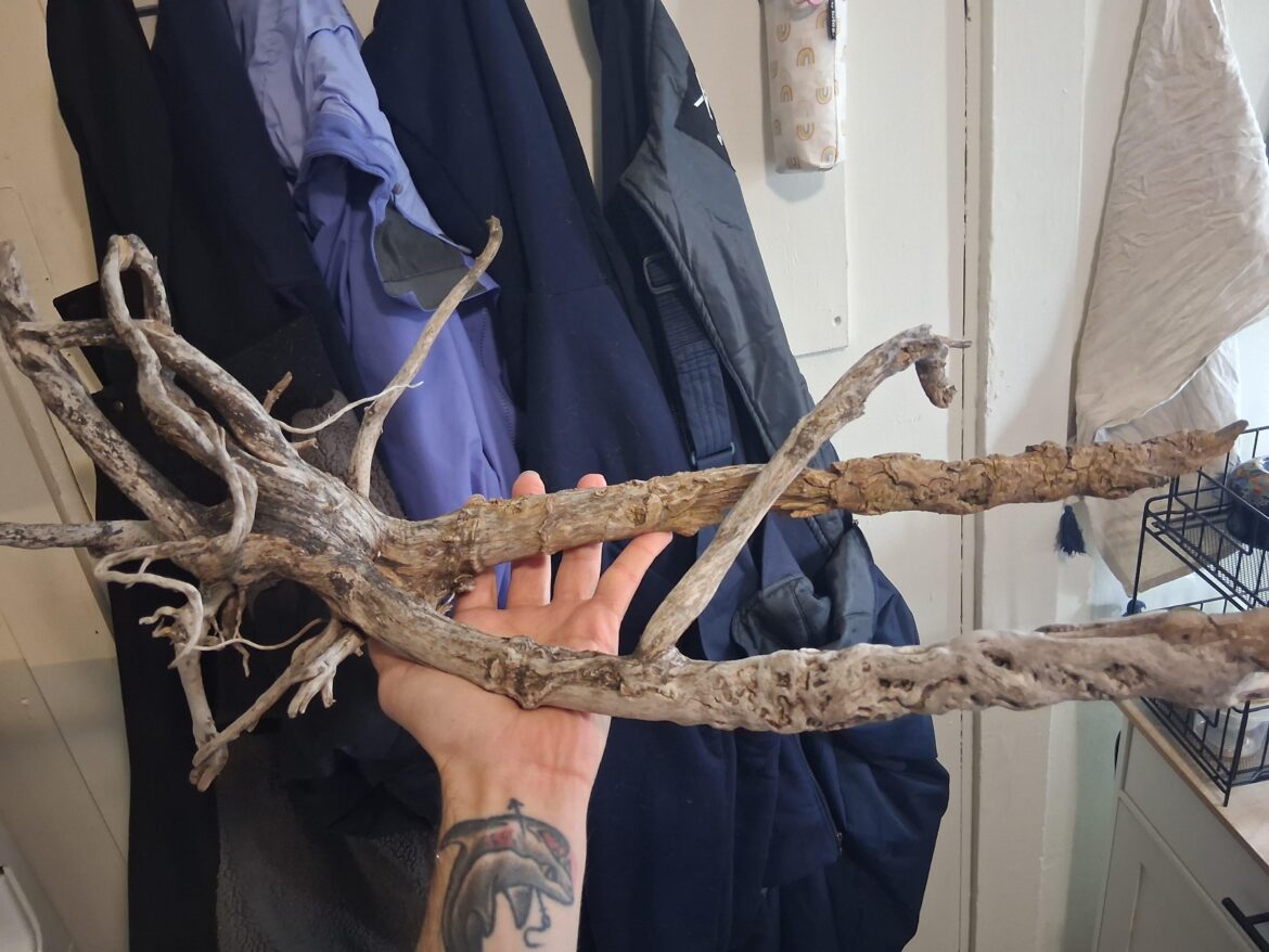 Type of Driftwood