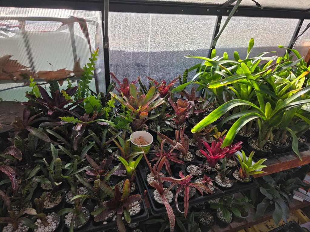 TOP 5 Plants to bring to a reptile expo? TOP 5 Plants to bring to a reptile expo?