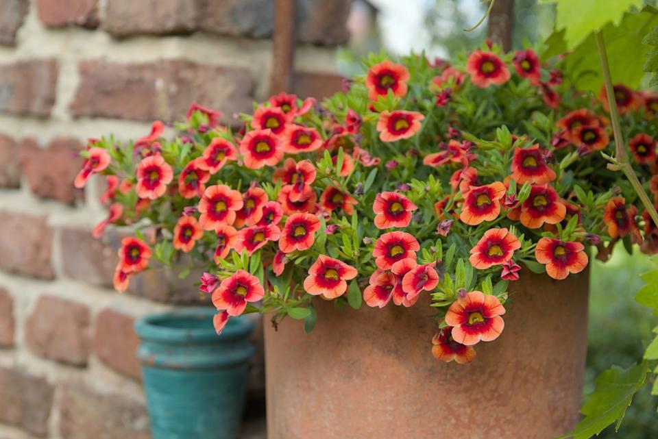 calibrachoa in a flowerpot with a red brick wall and green leaves in the garden