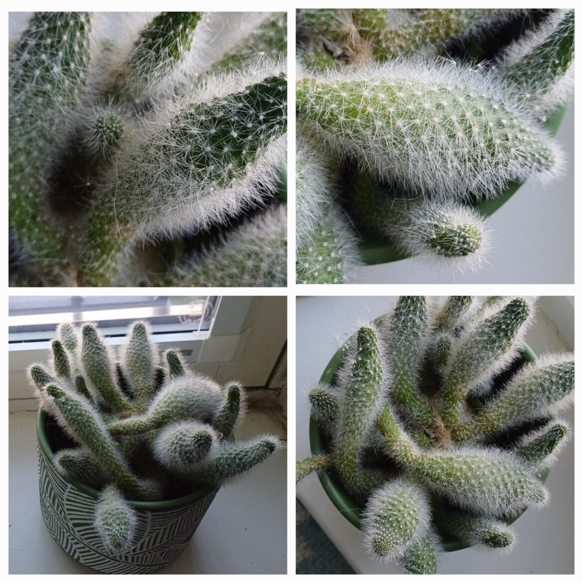 Help with ID
