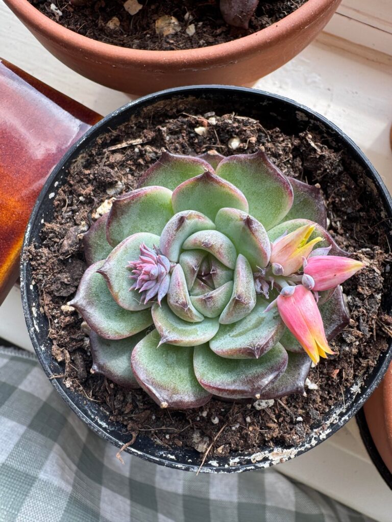 Flowering! But what is it called?