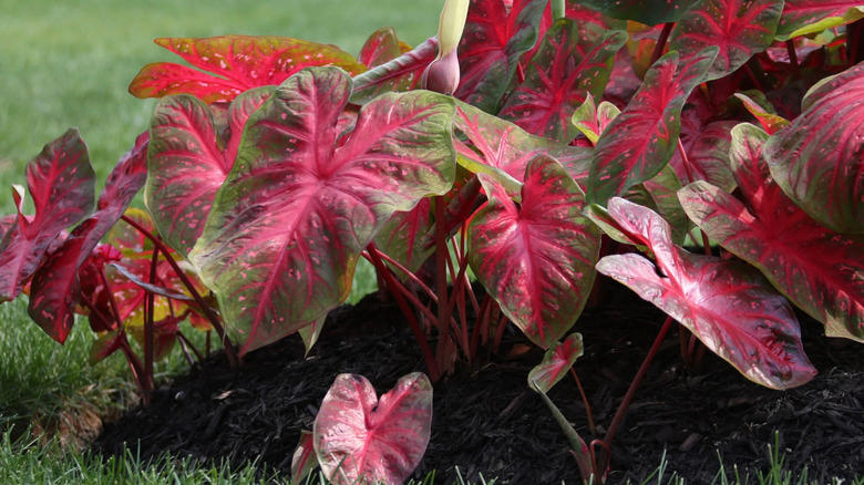 caladiums growing in outdoor garden