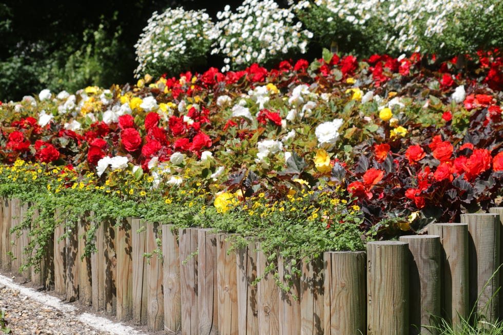 Image of summer garden park with raised bed log roll edging and timber fence posts, raised garden bed planted with annual flowers and bedding plants by lawn grass turf, red and white begonias, marigolds, daisies, trailing flowering plants hanging baskets