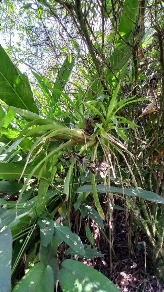 Air plant?