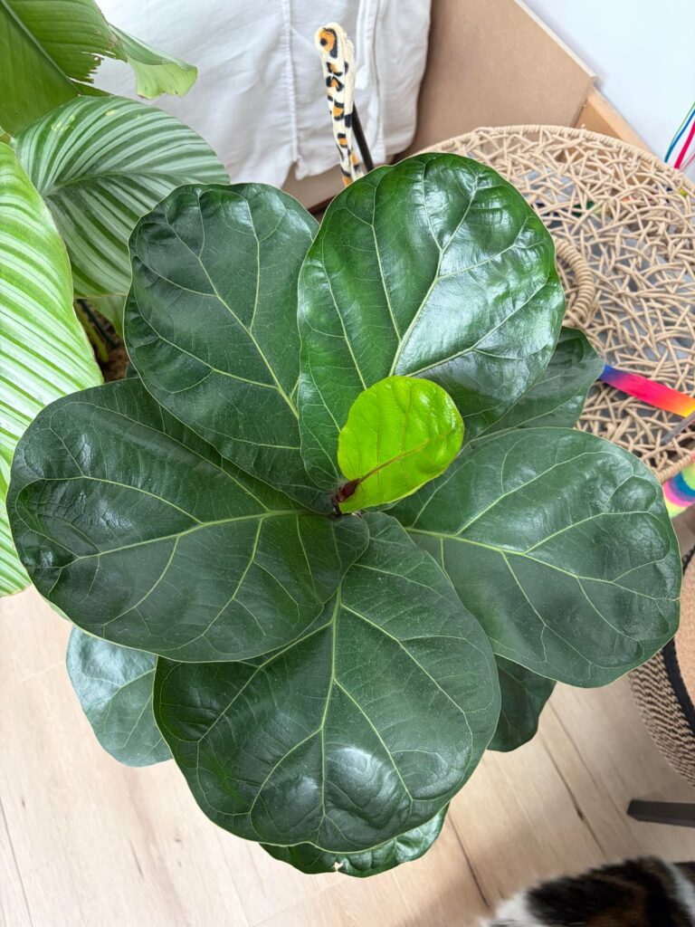 Looking for advice on my Fiddle Leaf Fig’s crispy leaf edges Looking for advice on my Fiddle Leaf Fig's crispy leaf edges