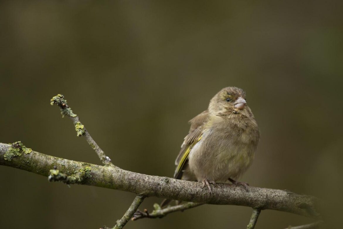 RSPB urges Cheshire gardeners to change how they feed birds RSPB urges Cheshire gardeners to change how they feed birds