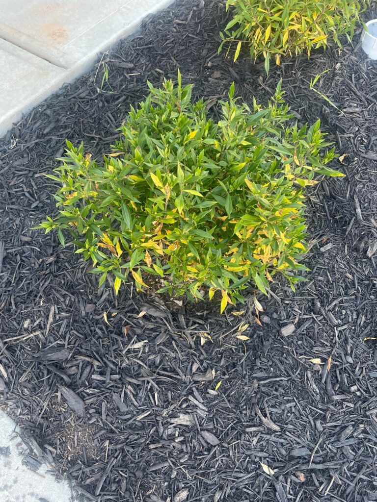 Frost proof gardenias yellowing bad Frost proof gardenias yellowing bad