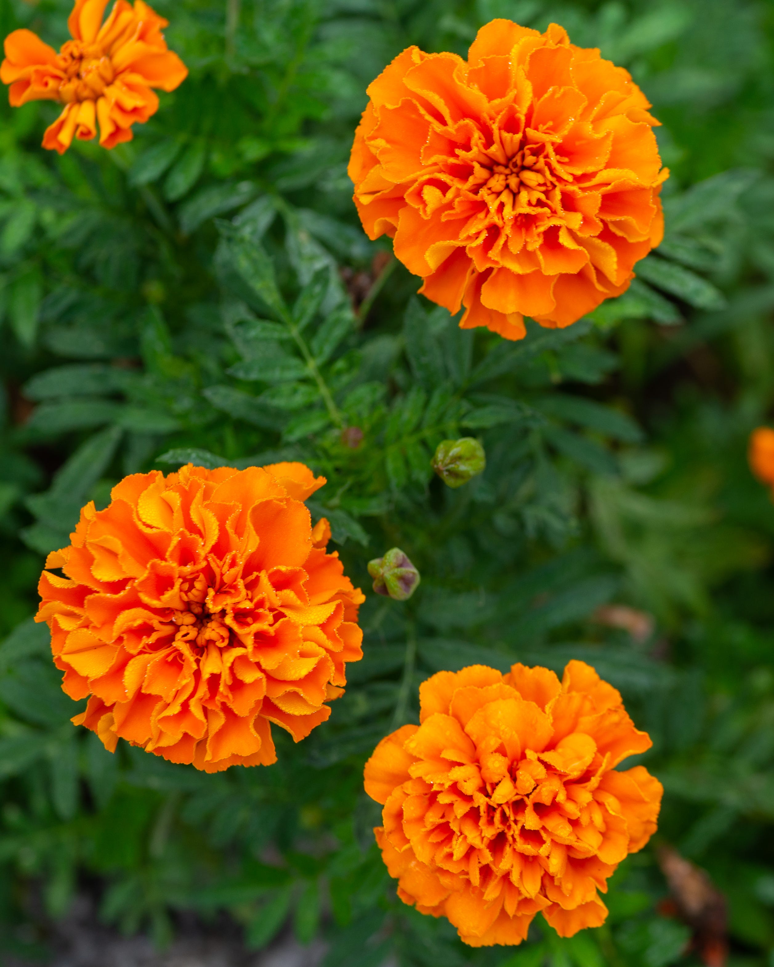fast growing marigold flowers