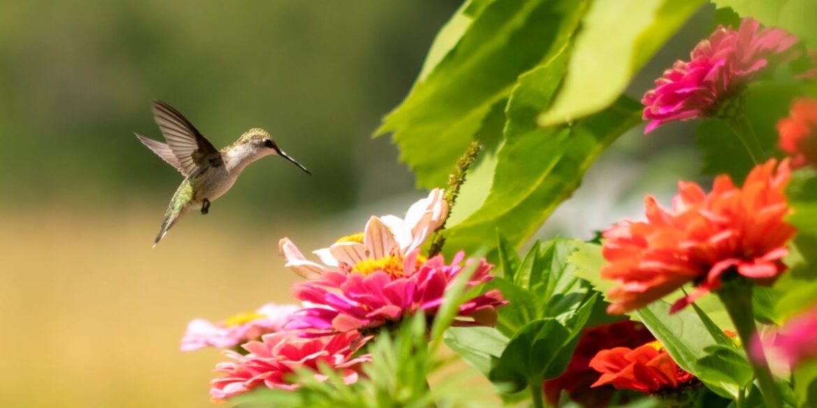 25+ Flowers That Will Make Hummingbird Regular Guests in Your Garden 25+ Flowers That Will Make Hummingbird Regular Guests in Your Garden