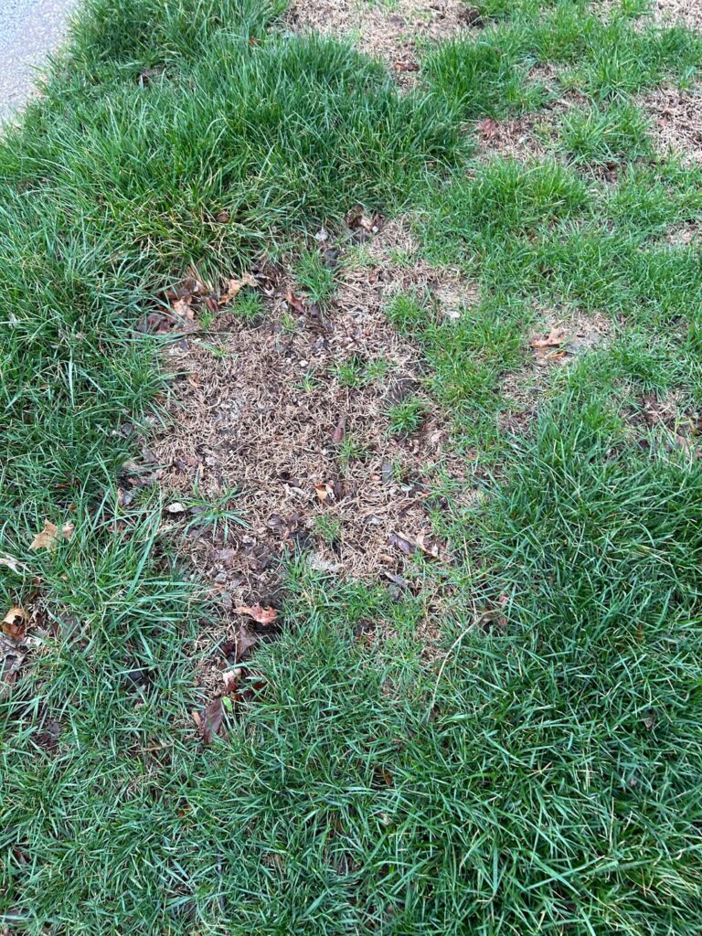 Dead or dormant grass (IL)?