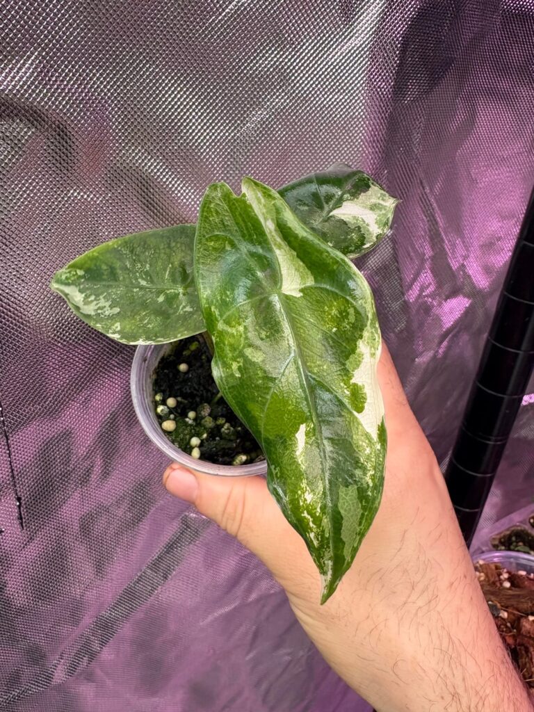Omg this new leaf😍 Omg this new leaf😍